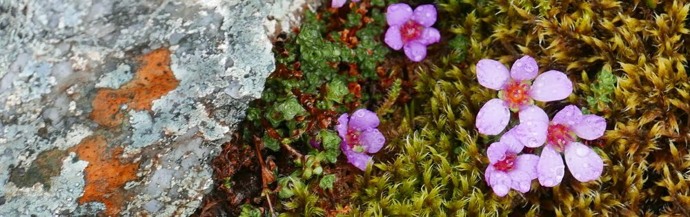 Tiny alpine flowers, with raindrops on their petals, next to a rock covered in lichen